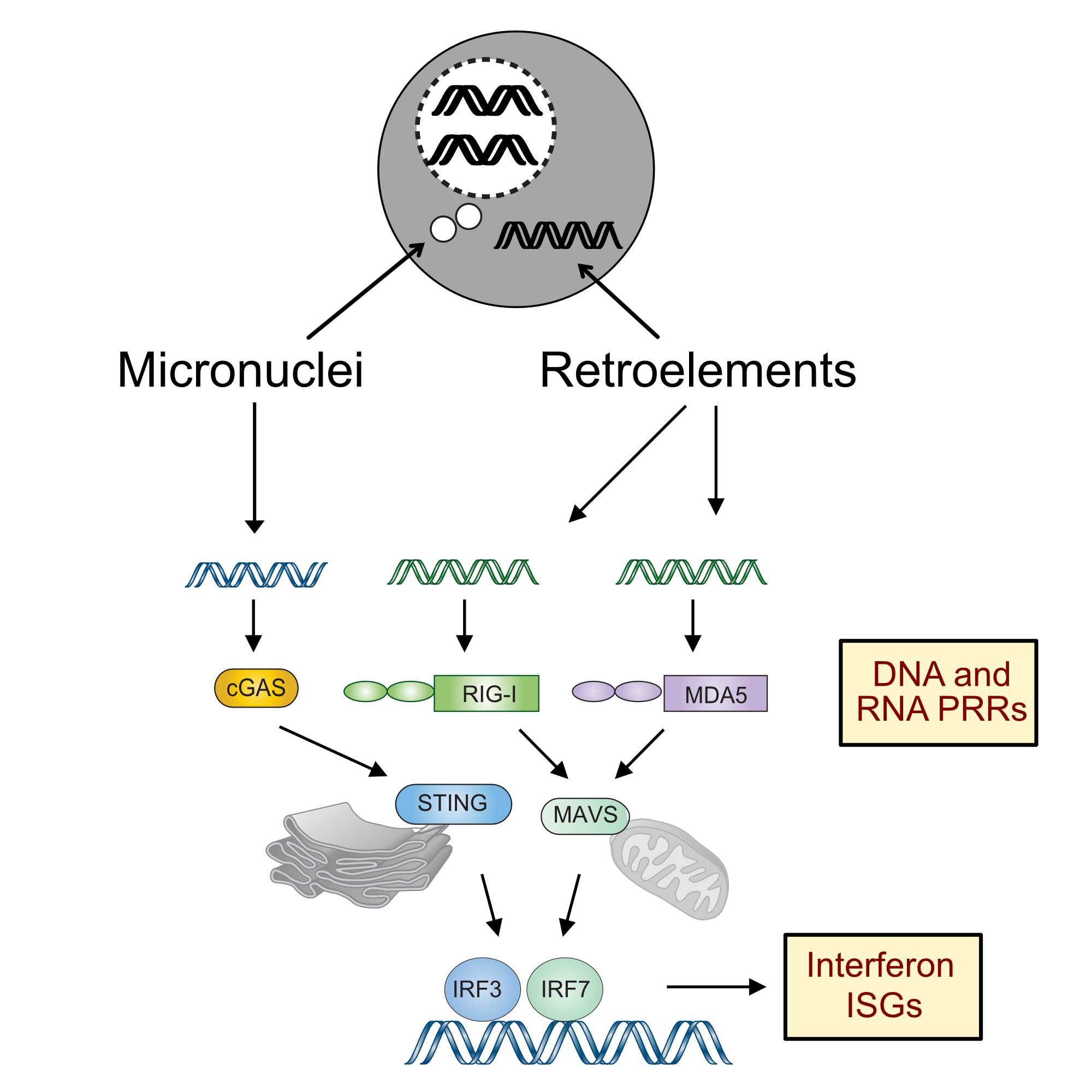 Virus Mimicry and Cancer Immunotherapy — Andy Minn Lab at UPenn